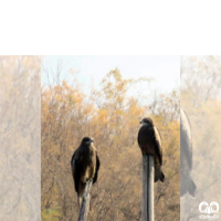 گونه کورکور سیاه Black Kite